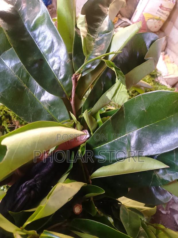 Fresh Herbs 40ghc Upward and Dried Plants 60ghc Upward · Photo 7