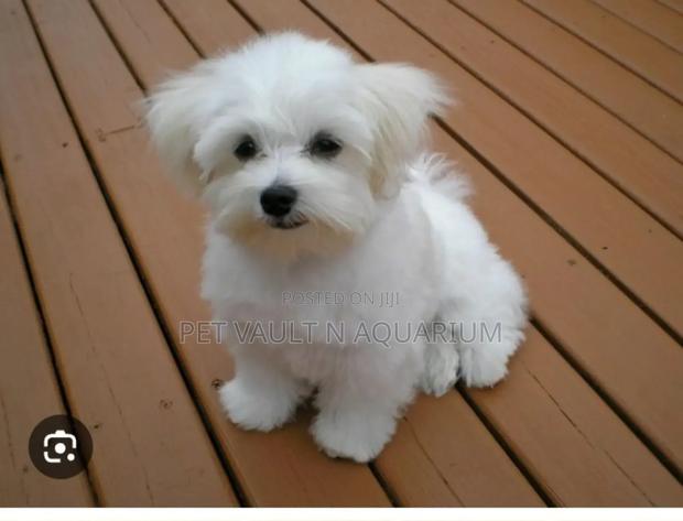 1-3 months Female Mixed Breed Poodle · Photo 1