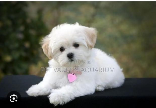 1-3 months Male Purebred Maltese · Photo 1