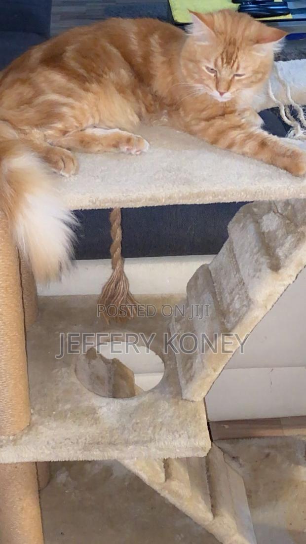 1+ year Male Purebred Maine Coon · Photo 2