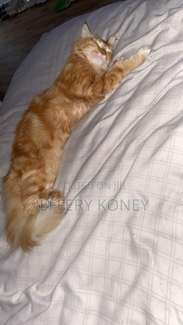 1+ year Male Purebred Maine Coon · Photo 1