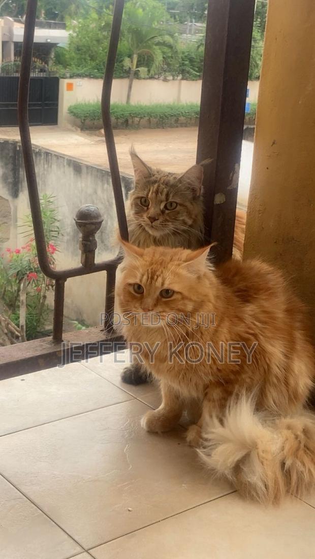 1+ year Male Purebred Maine Coon · Photo 3