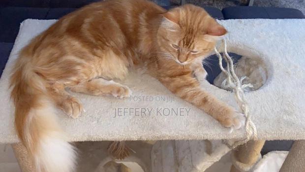 1+ year Male Purebred Maine Coon · Photo 4