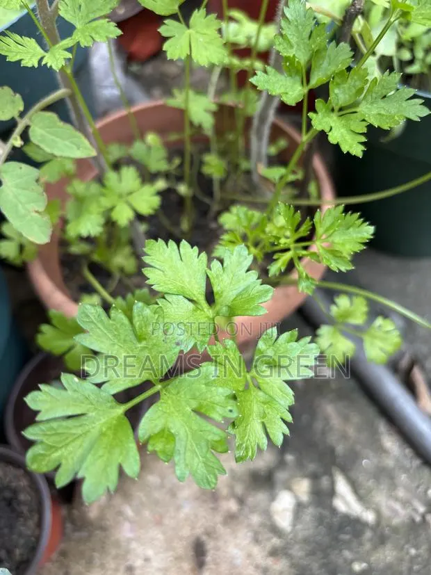 Parsley Plants · Photo 1