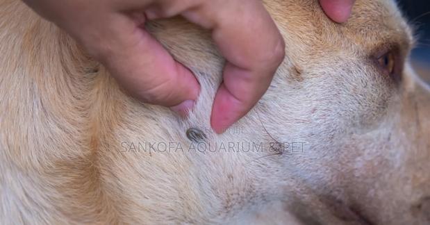Permethrin Ticks Flea Soap · Photo 2
