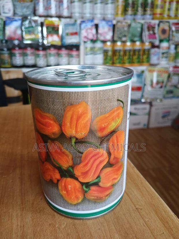 Habanero Pepper (Yellow) Seeds 50grams · Photo 1
