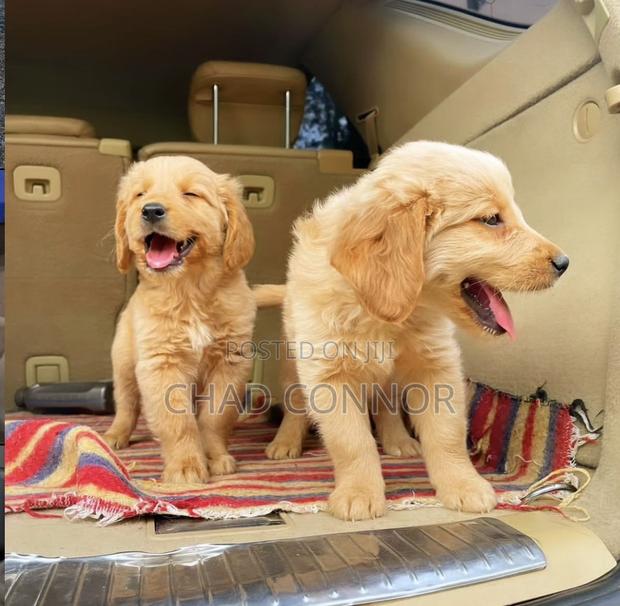 1-3 months Female Purebred Golden Retriever · Photo 2