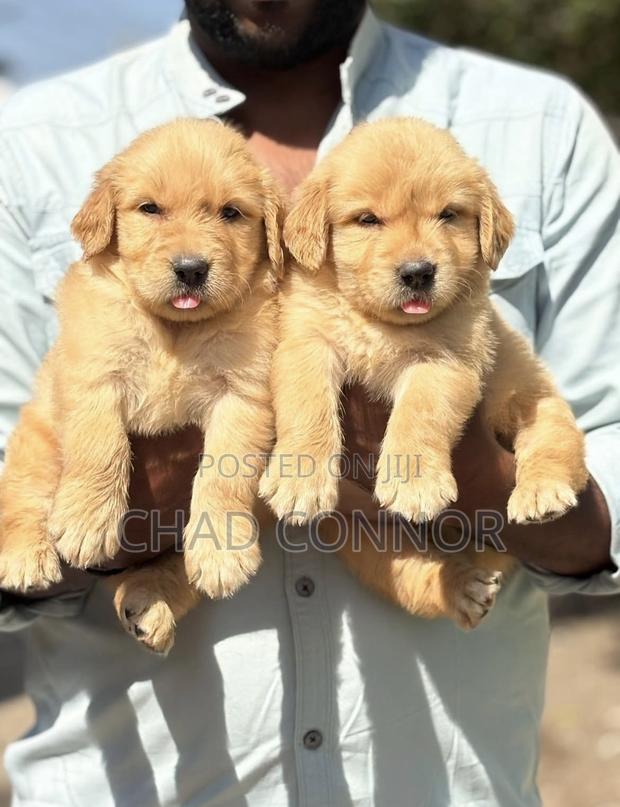 1-3 months Female Purebred Golden Retriever · Photo 1