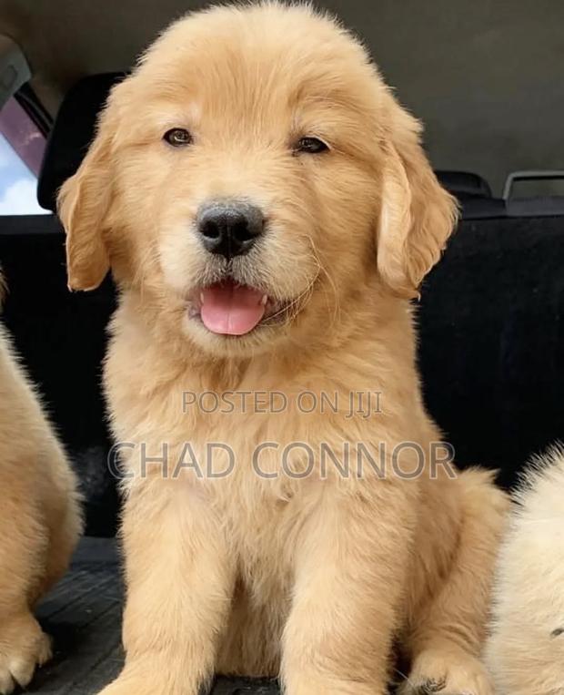 1-3 months Female Purebred Golden Retriever · Photo 3