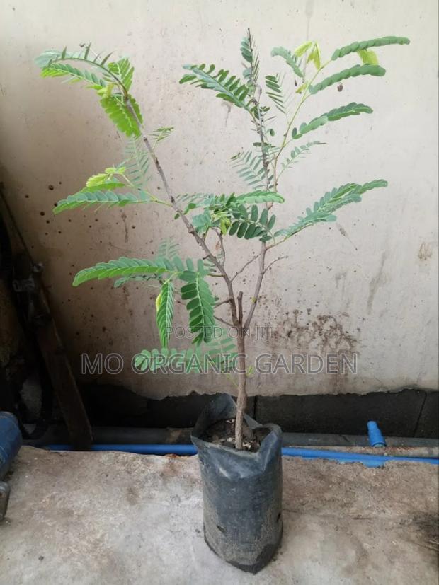 Sweet Tamarind Plant Seedling · Photo 1