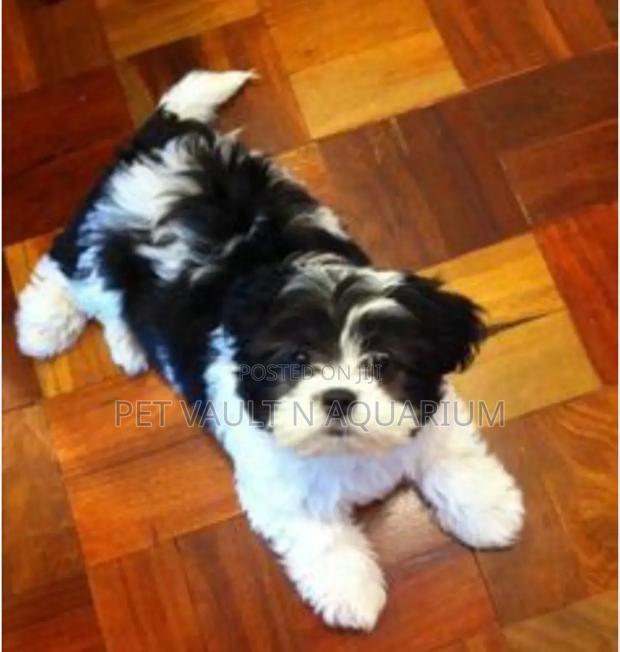 1-3 months Female Purebred Maltese · Photo 1