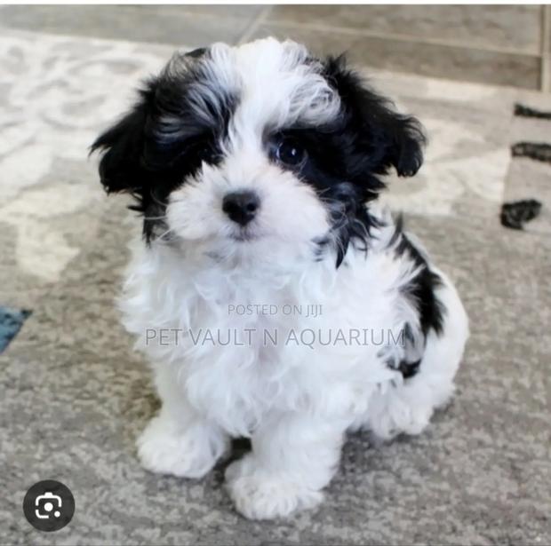 1-3 months Female Mixed Breed Maltese · Photo 1