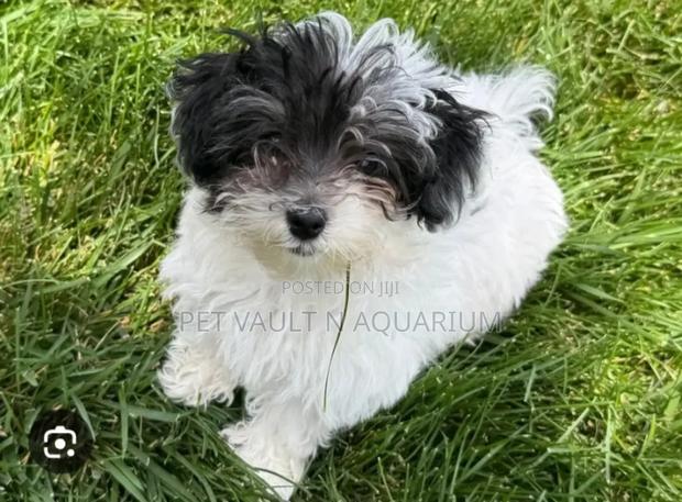 1-3 months Male Mixed Breed Maltese · Photo 1