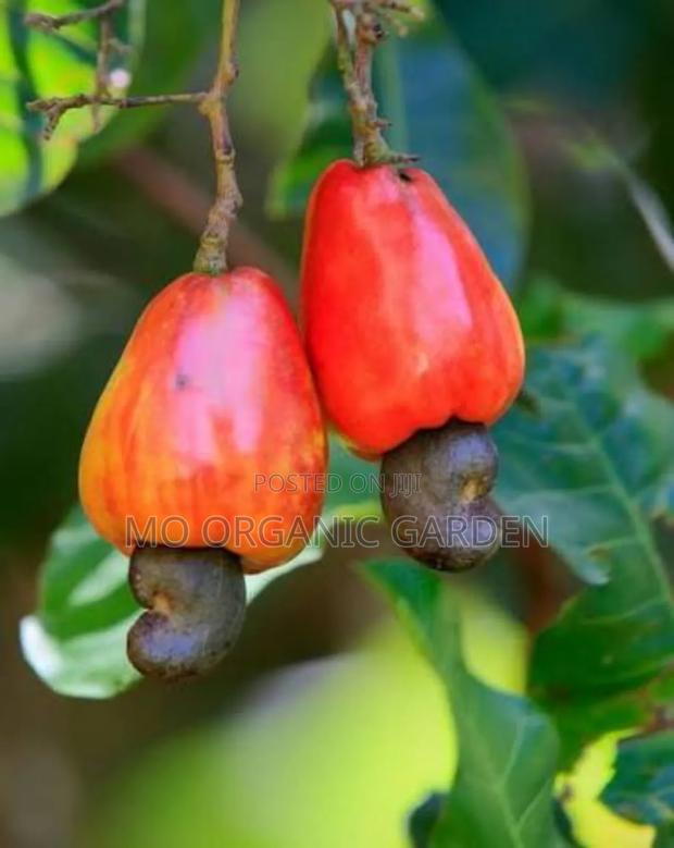Cashew Plant Seedling · Photo 1