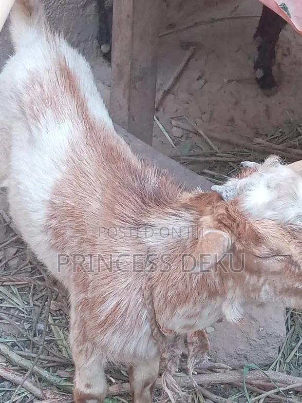 Health Male Goat · Photo 1