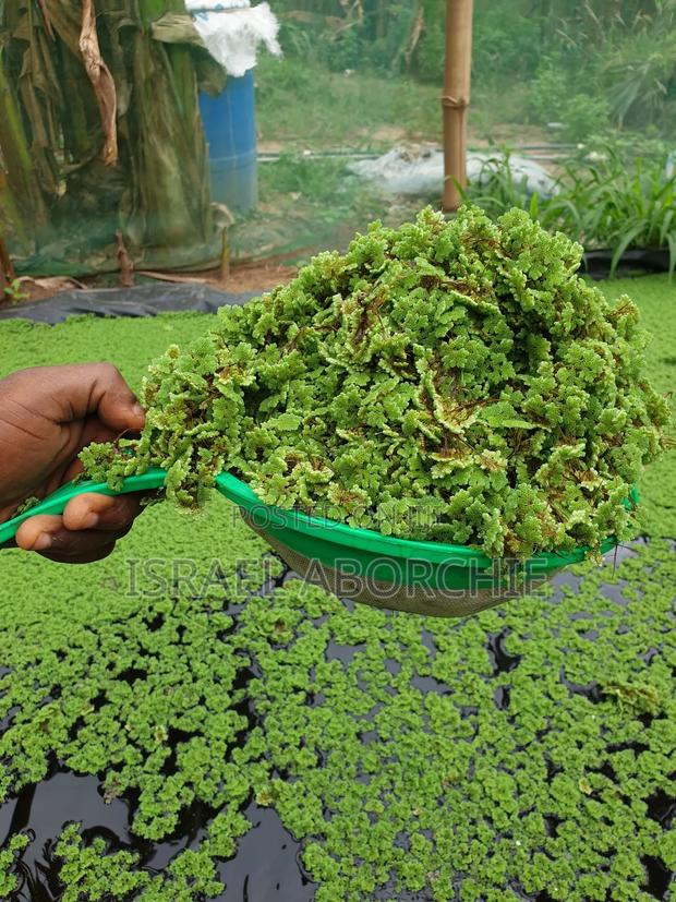 Azolla Plant · Photo 2