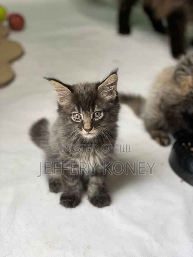 1-3 months Male Purebred Maine Coon · Photo 1