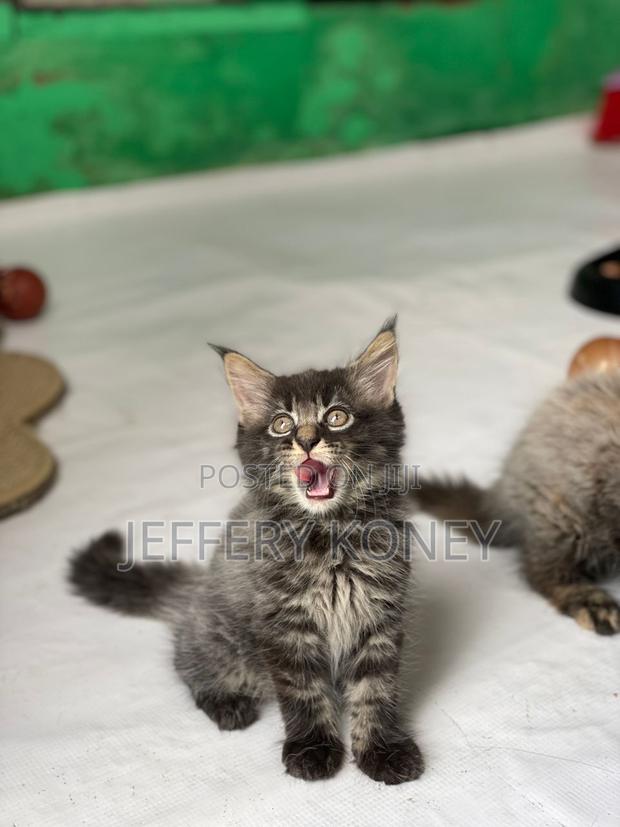 1-3 months Male Purebred Maine Coon · Photo 3