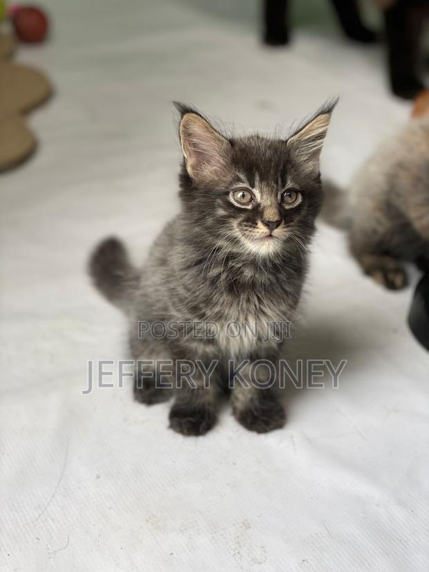 1-3 months Male Purebred Maine Coon · Photo 2
