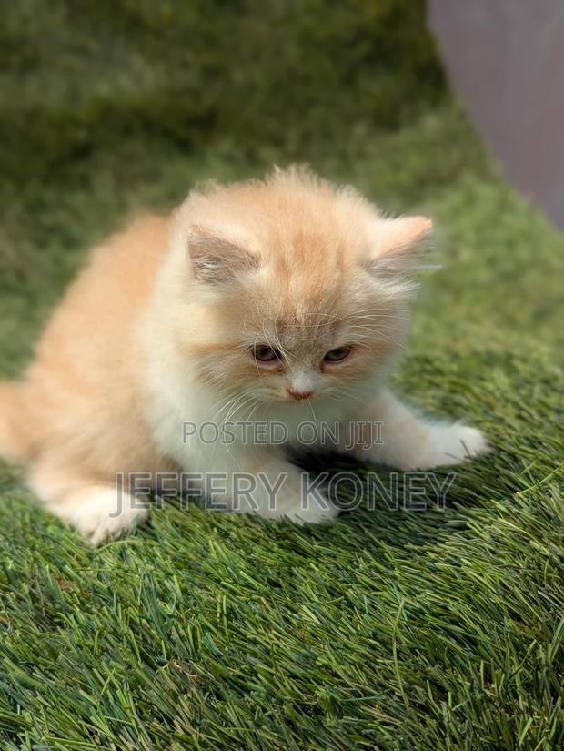 1-3 months Female Purebred Persian · Photo 1