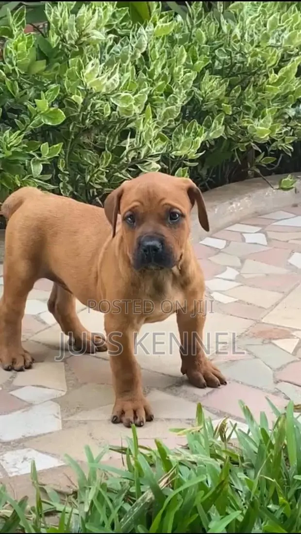 1-3 months Female Purebred Boerboel · Photo 1