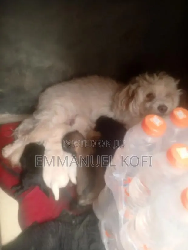 0-1 month Male Mixed Breed Maltese · Photo 1