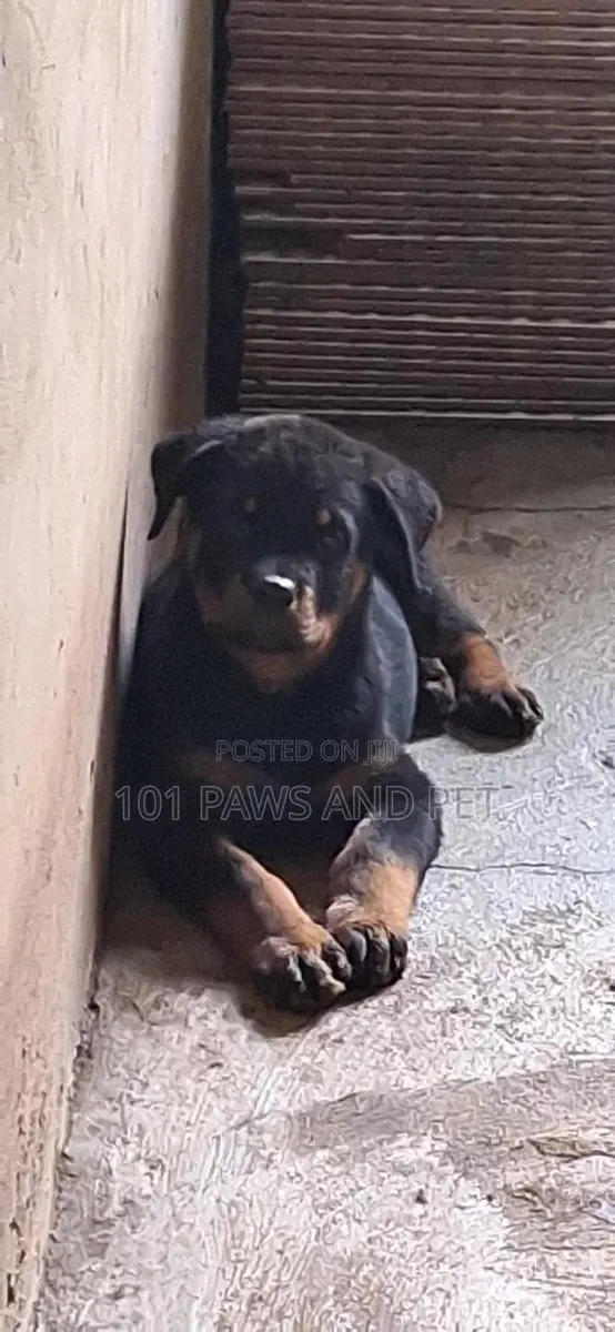1-3 months Male Purebred Rottweiler · Photo 1