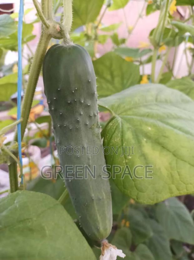 Cucumber Seeds · Photo 3