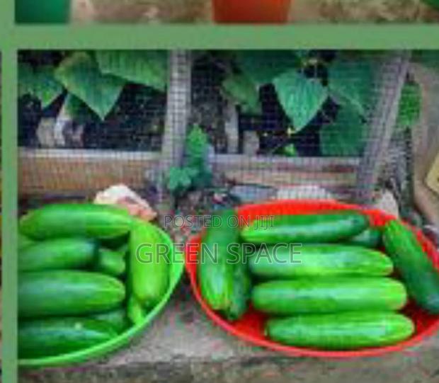 Cucumber Seeds · Photo 4