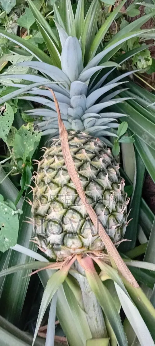 Fresh Pineapple · Photo 1