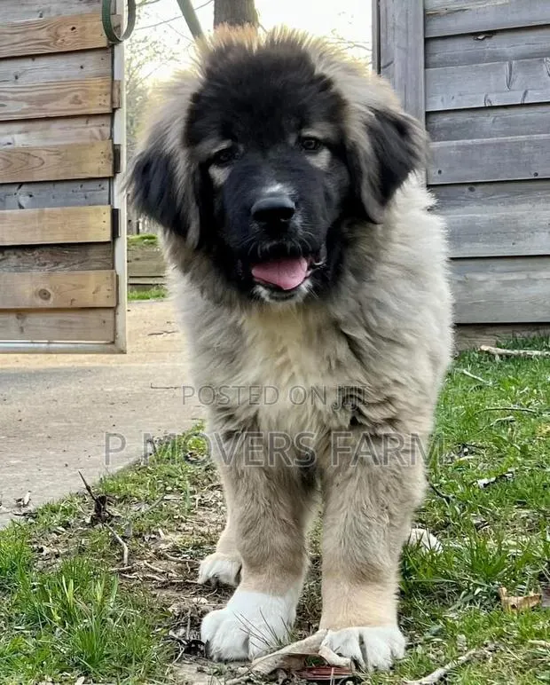 1-3 months Male Purebred Caucasian Shepherd · Photo 1