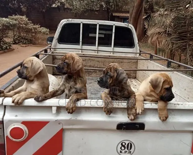 1-3 months Female Purebred Boerboel · Photo 1