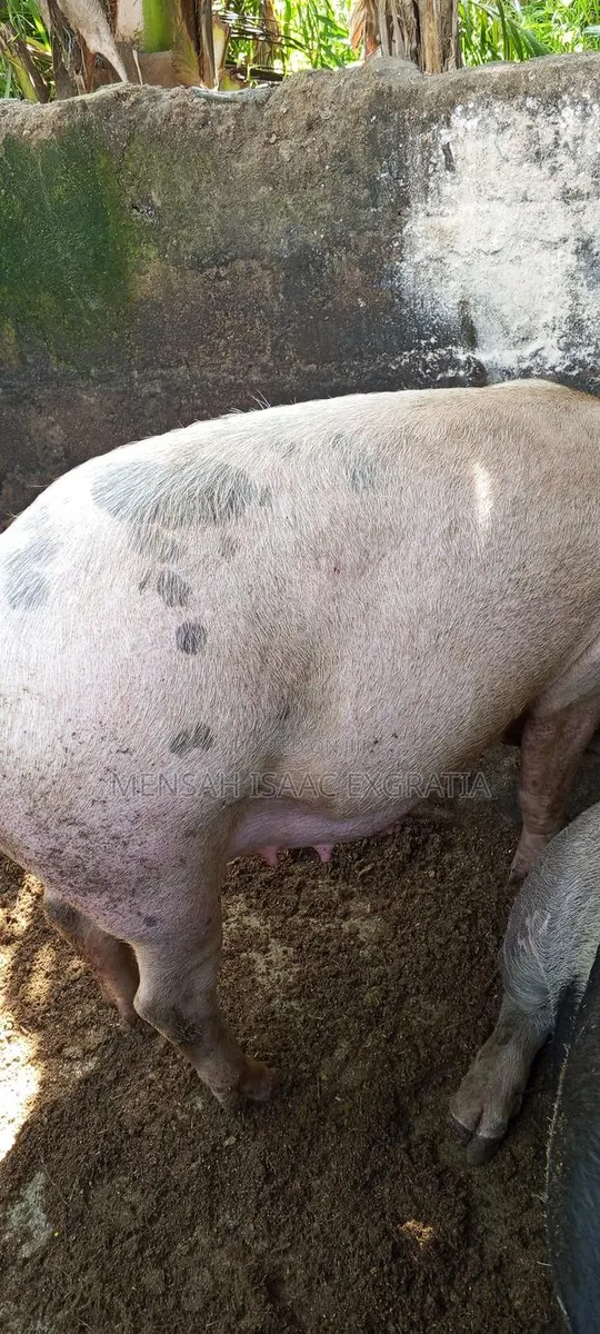 Matured Pigs and Piglets for Sale. · Photo 1