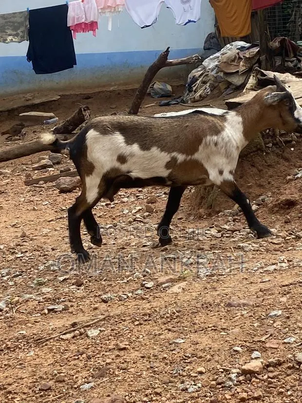 Available Goat · Photo 1