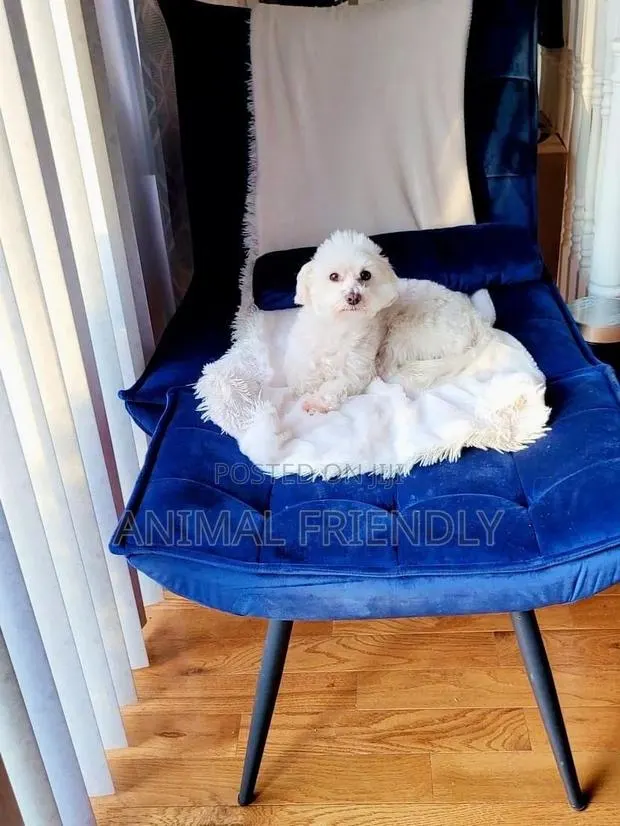 3-6 months Female Purebred Poodle · Photo 1