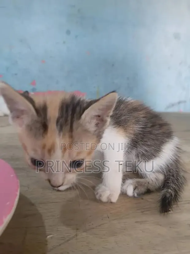 1-3 months Female Purebred Cat · Photo 2
