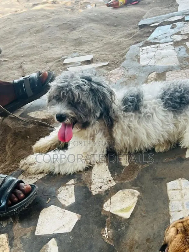 3-6 months Female Purebred Maltese · Photo 1