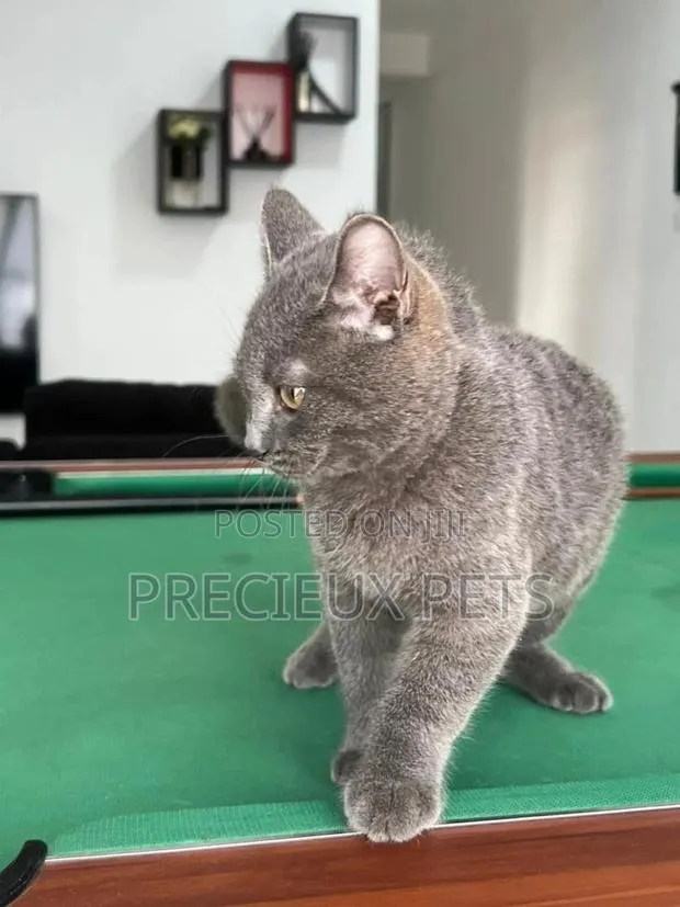 1-3 months Male Purebred British Shorthair · Photo 1