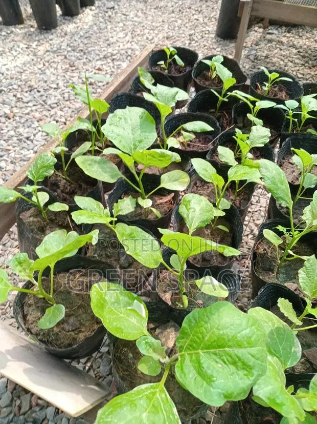 Eggplant Seedlings · Photo 1