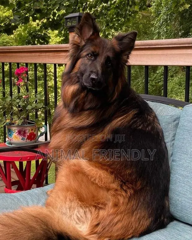 1-3 months Male Purebred German Shepherd · Photo 1