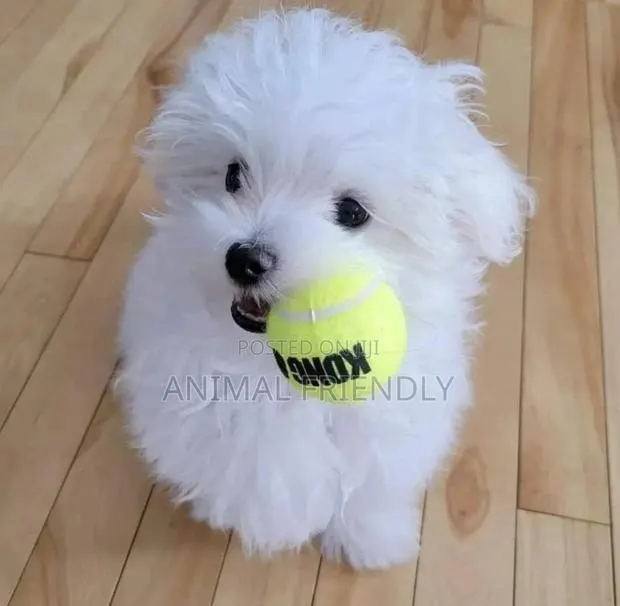 1-3 months Male Purebred Poodle · Photo 1