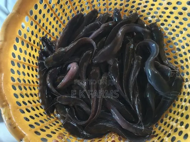 Super Best Fast Growing Catfish Juveniles Available · Photo 2