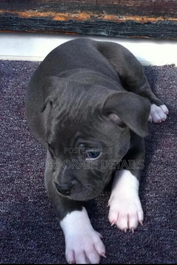1-3 months Male Purebred American Pit Bull Terrier · Photo 1
