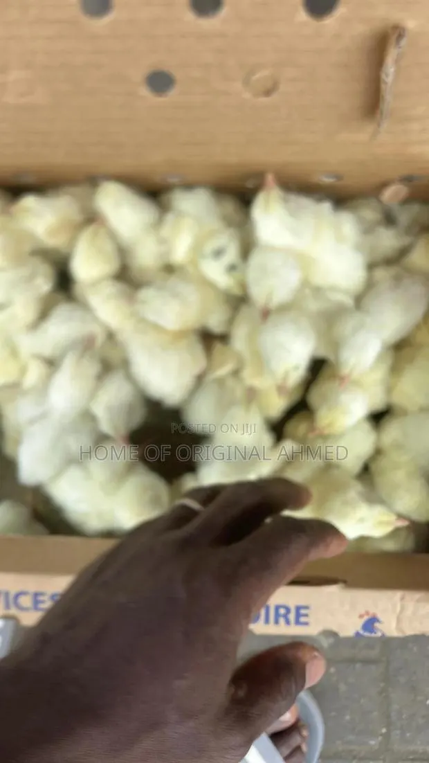Broiler Cobb 500 · Photo 1