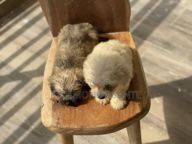 1-3 months Female Purebred Poodle · Photo 1