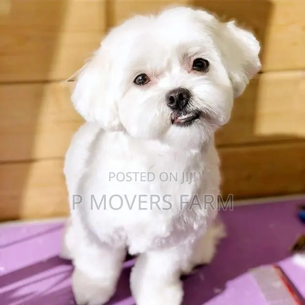 1-3 months Male Purebred Poodle · Photo 1