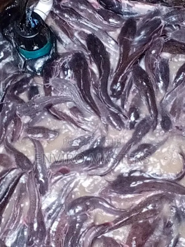 Catfish for Sale · Photo 2