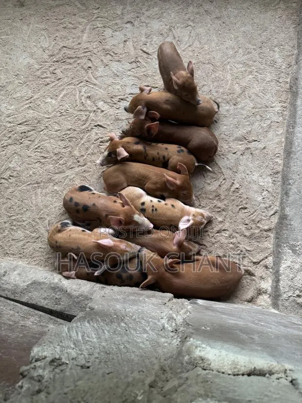 Piglets and Pigs · Photo 1