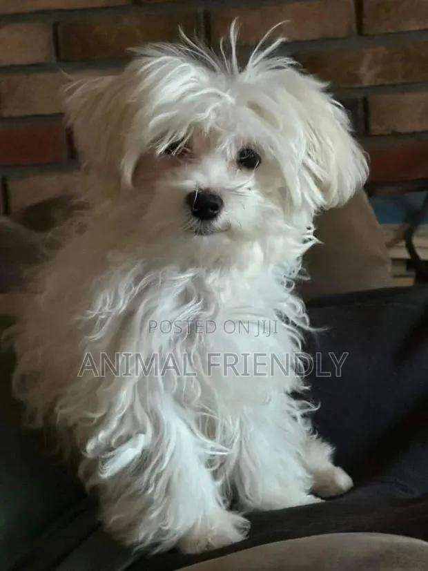 1-3 months Male Purebred Maltese · Photo 1