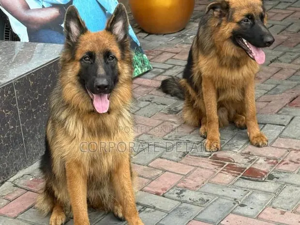 6-12 months Female Purebred German Shepherd · Photo 1